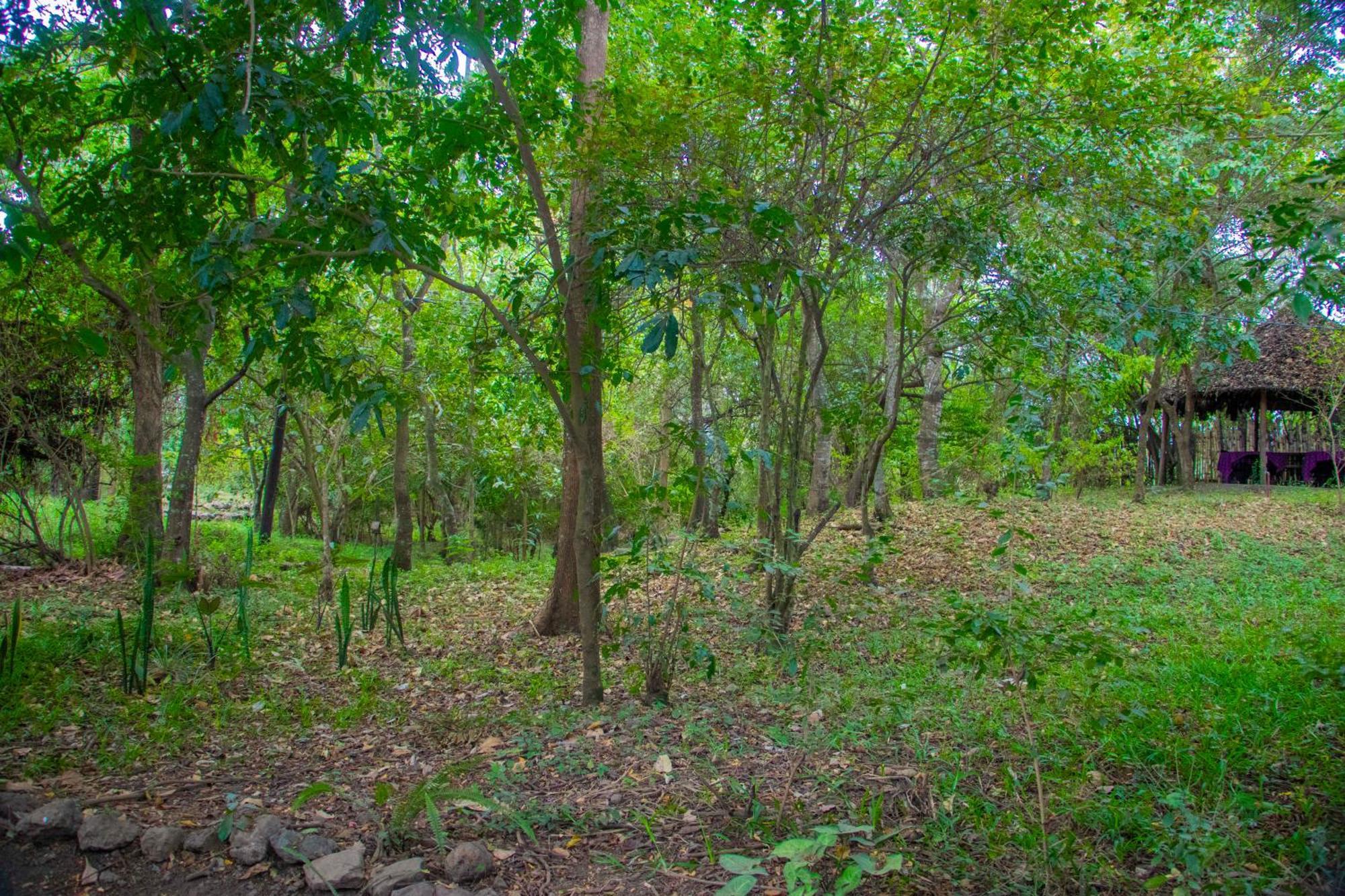 Shamba Hostel Usa River Buitenkant foto